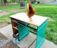 Chicken Renovating Furniture
